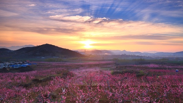 Feicheng tiene il festival dei fiori di pesco